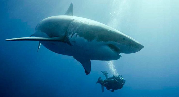 Monstres Marins - Plongée avec le grand requin blanc