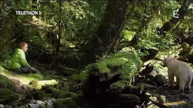 Documentaire Ourse blanche, oursons noirs : la belle histoire