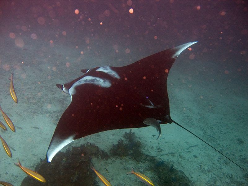 Raie Manta
