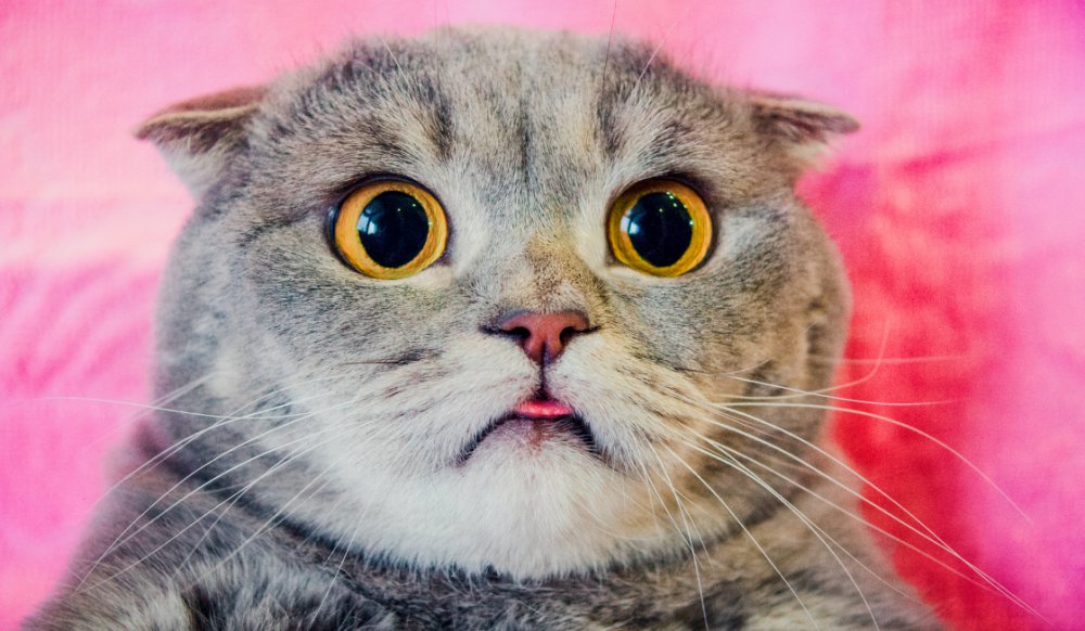 Secrets de chats