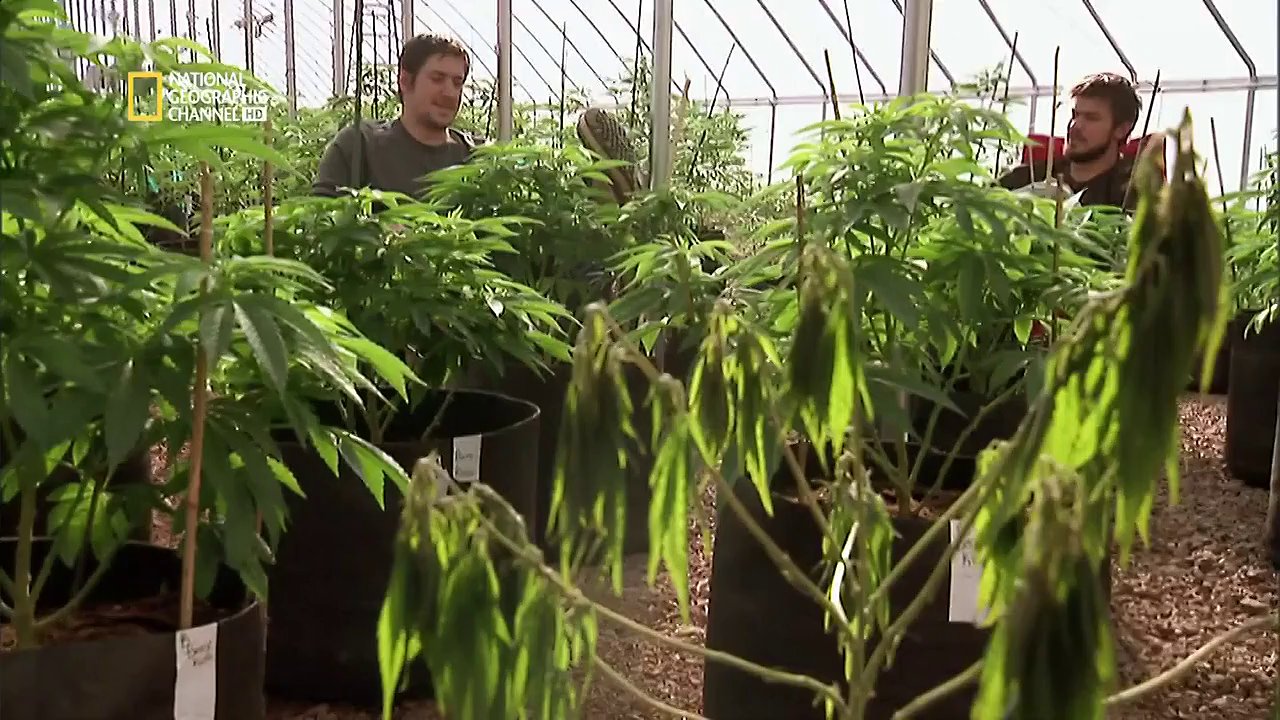 Documentaire American Weed – E07 – Le jour du scrutin