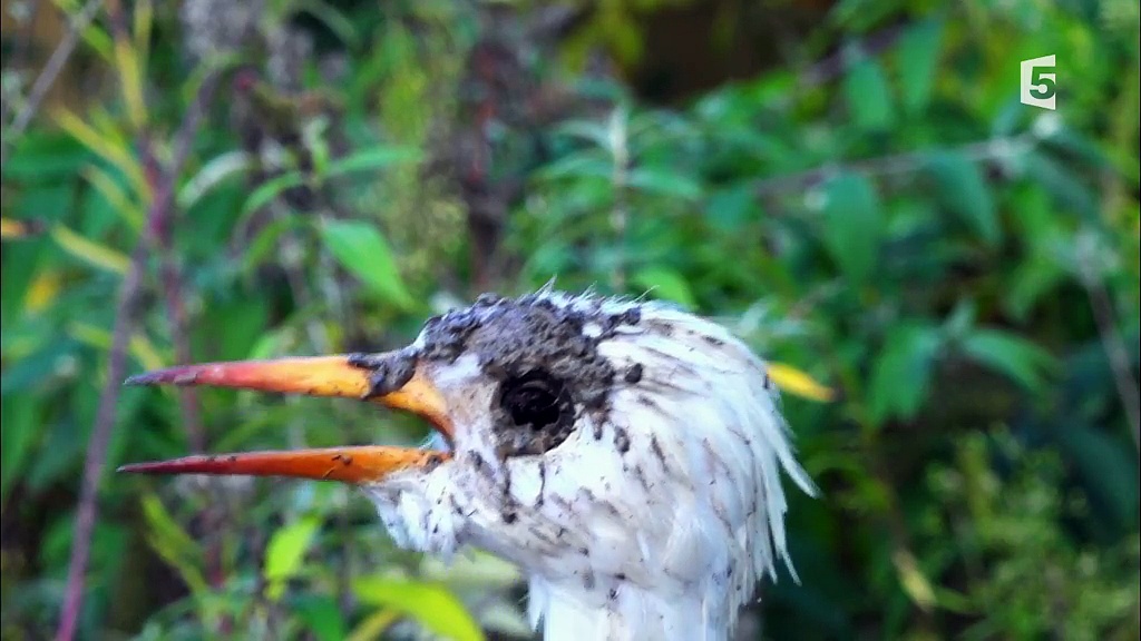 Caméras espions en terre animale - Esprits rebelles