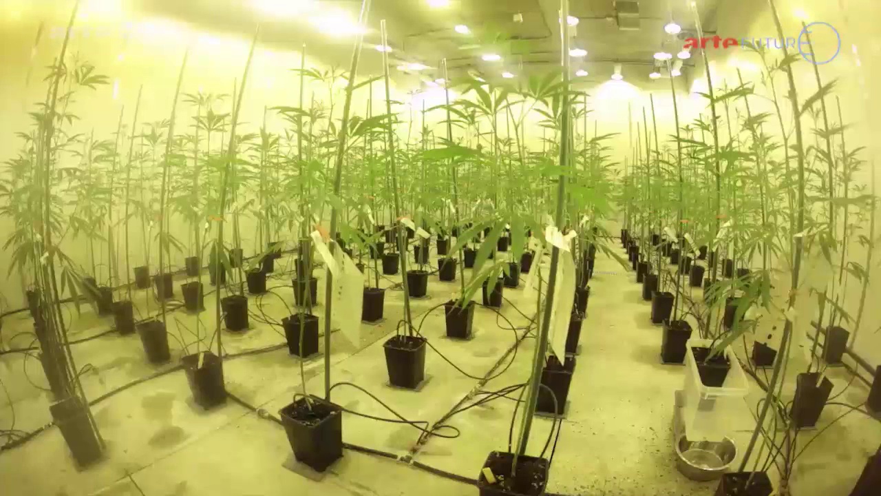 Documentaire Cannabis – Médicament d’avenir