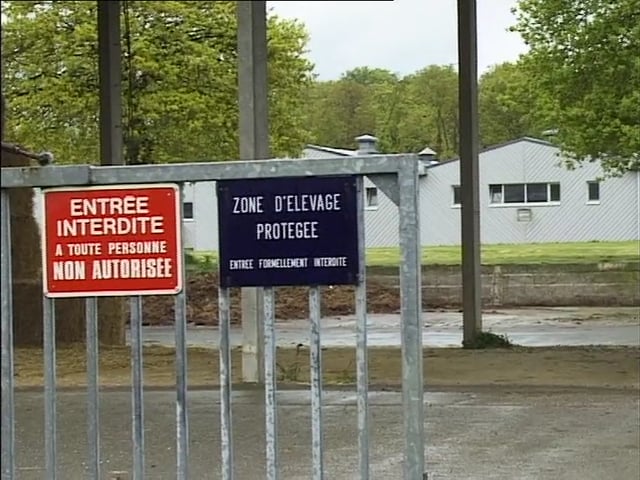 Des cochons (et des Hommes)