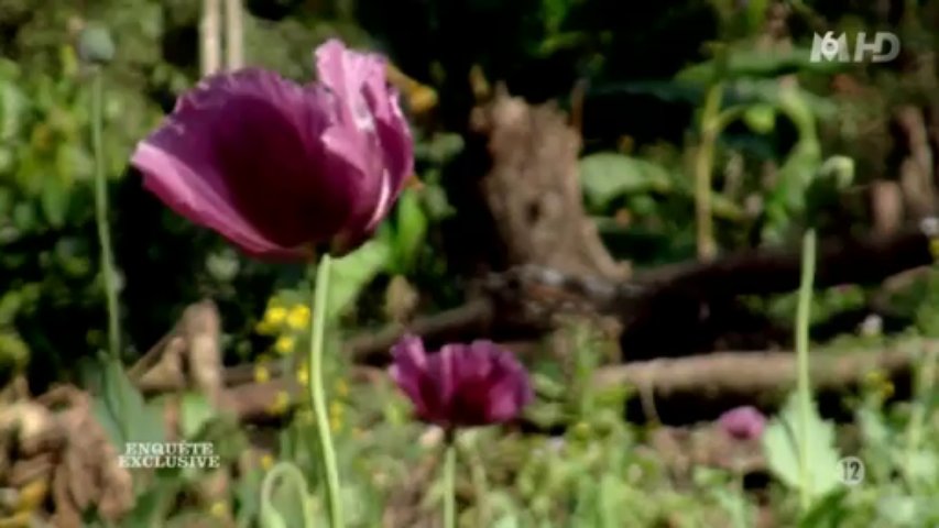 Fêtes, opium et aventures (1/2)