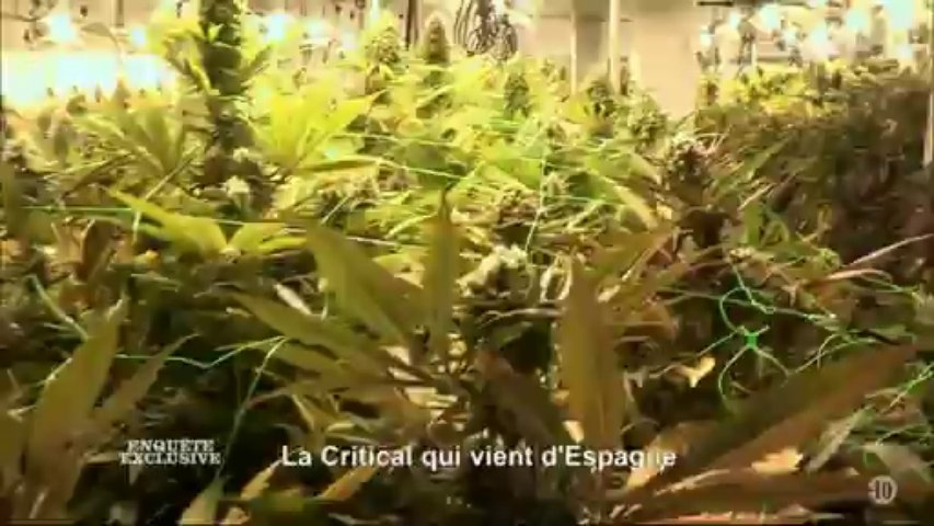 Documentaire Fumeurs et planteurs trafiquants – Les nouveaux rois du cannabis (1/2)