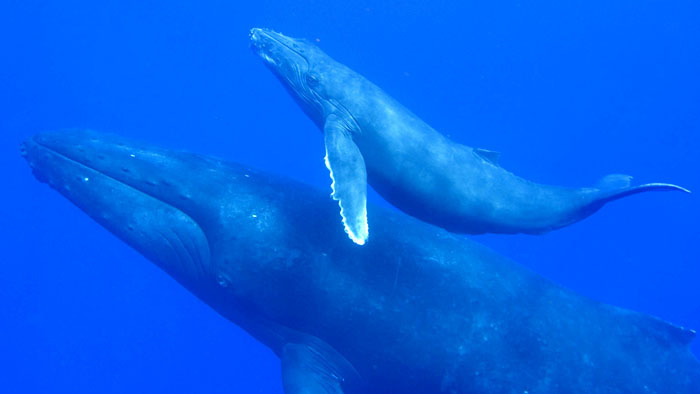 Documentaire Enquête sur le chant des baleines