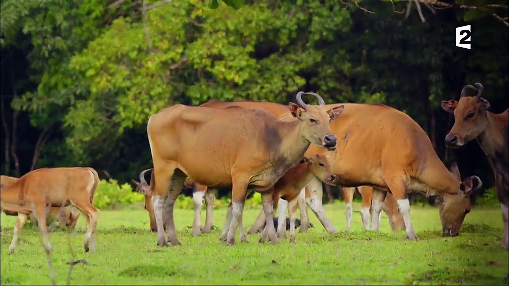 Documentaire Le sommeil des animaux