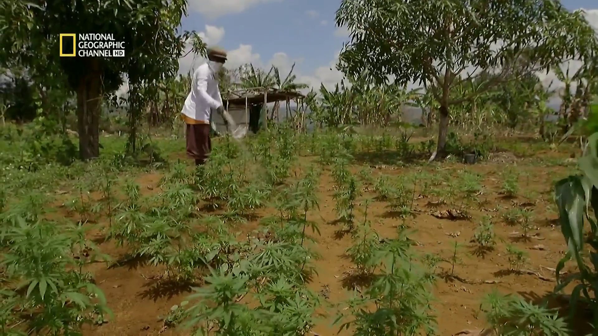 Documentaire Gangs, armes et ganja jamaïcains