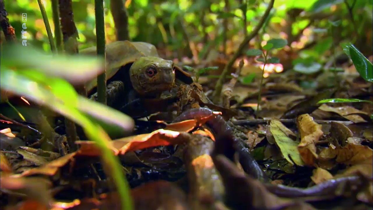 Documentaire Indochine sauvage – Le Viêtnam