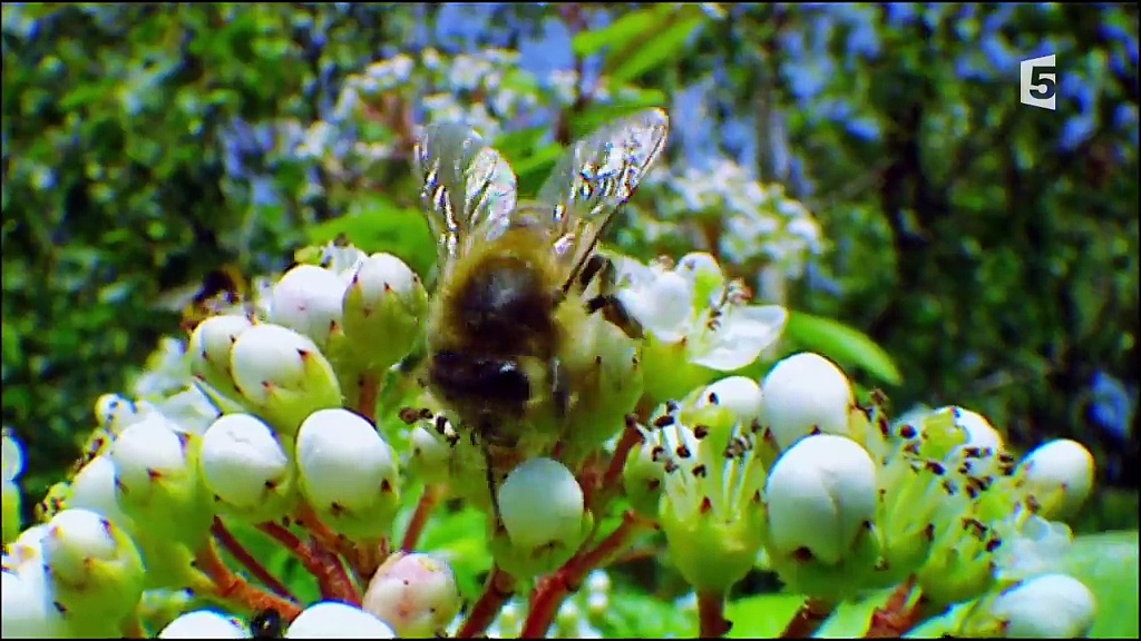 Documentaire Intelligence animale – Résoudre un problème