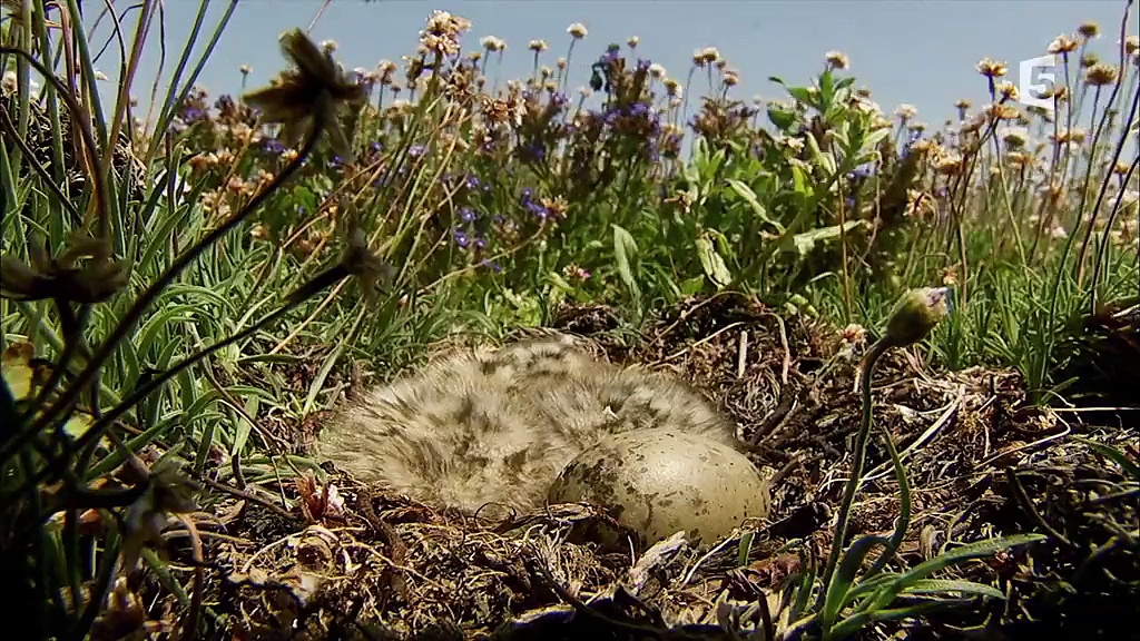 Documentaire La nature sous toutes ses formes