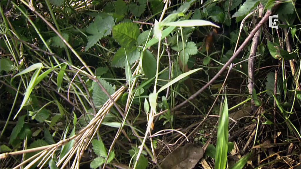 Documentaire Le Japon au fil des saisons