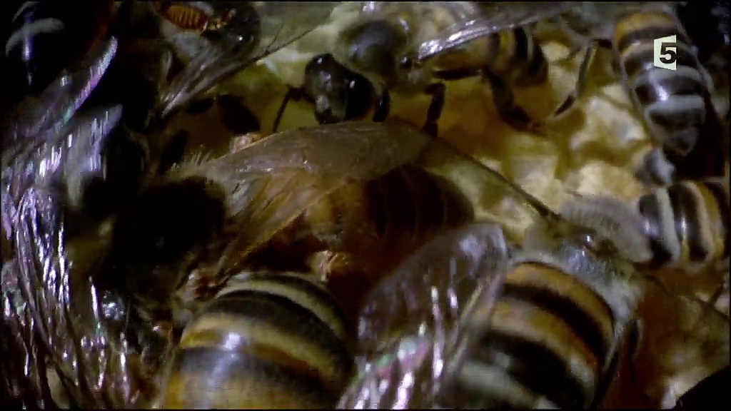 Documentaire Les abeilles du mont Kenya