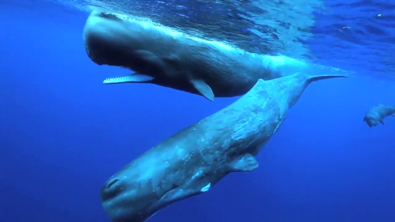 Documentaire Mégafaune marine dans l’océan indien