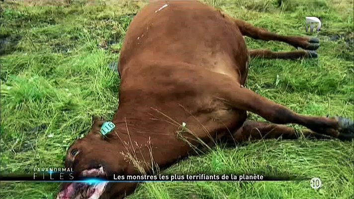 Paranormal Files - Les monstres les plus terrifiants (1/2)