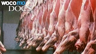 Documentaire Les ravages de la consommation de viande sur les forêts tropicales