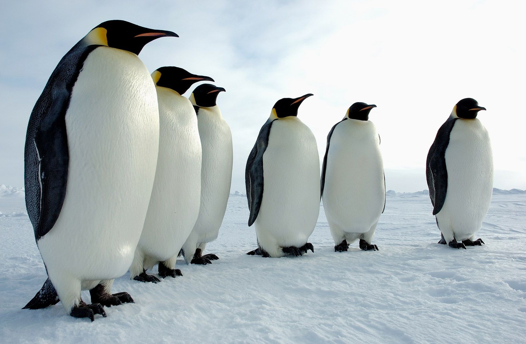 Documentaire Au cœur du paradis blanc, l’empereur des glaces