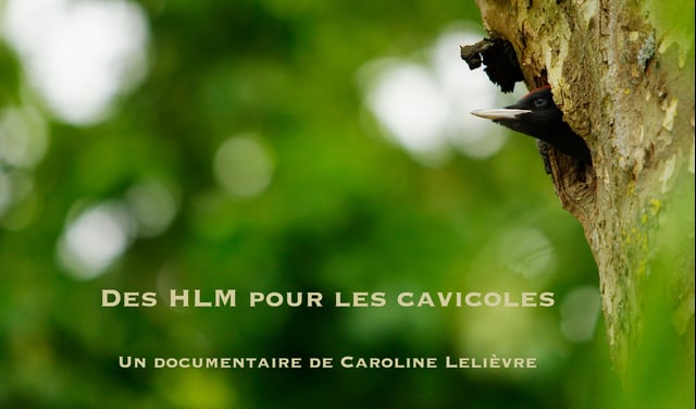 Documentaire Des HLM pour les cavicoles