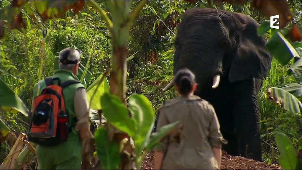 Documentaire Grandeurs nature – Eléphants, l’opération de la dernière chance