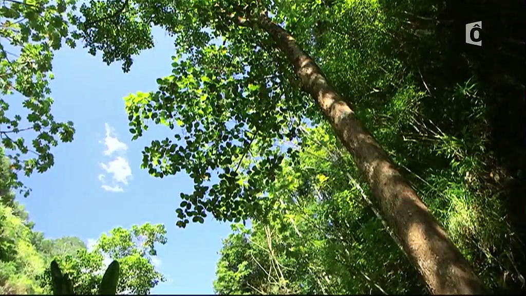 Documentaire Horizon Pacifique – Va’a, la pirogue polynésienne