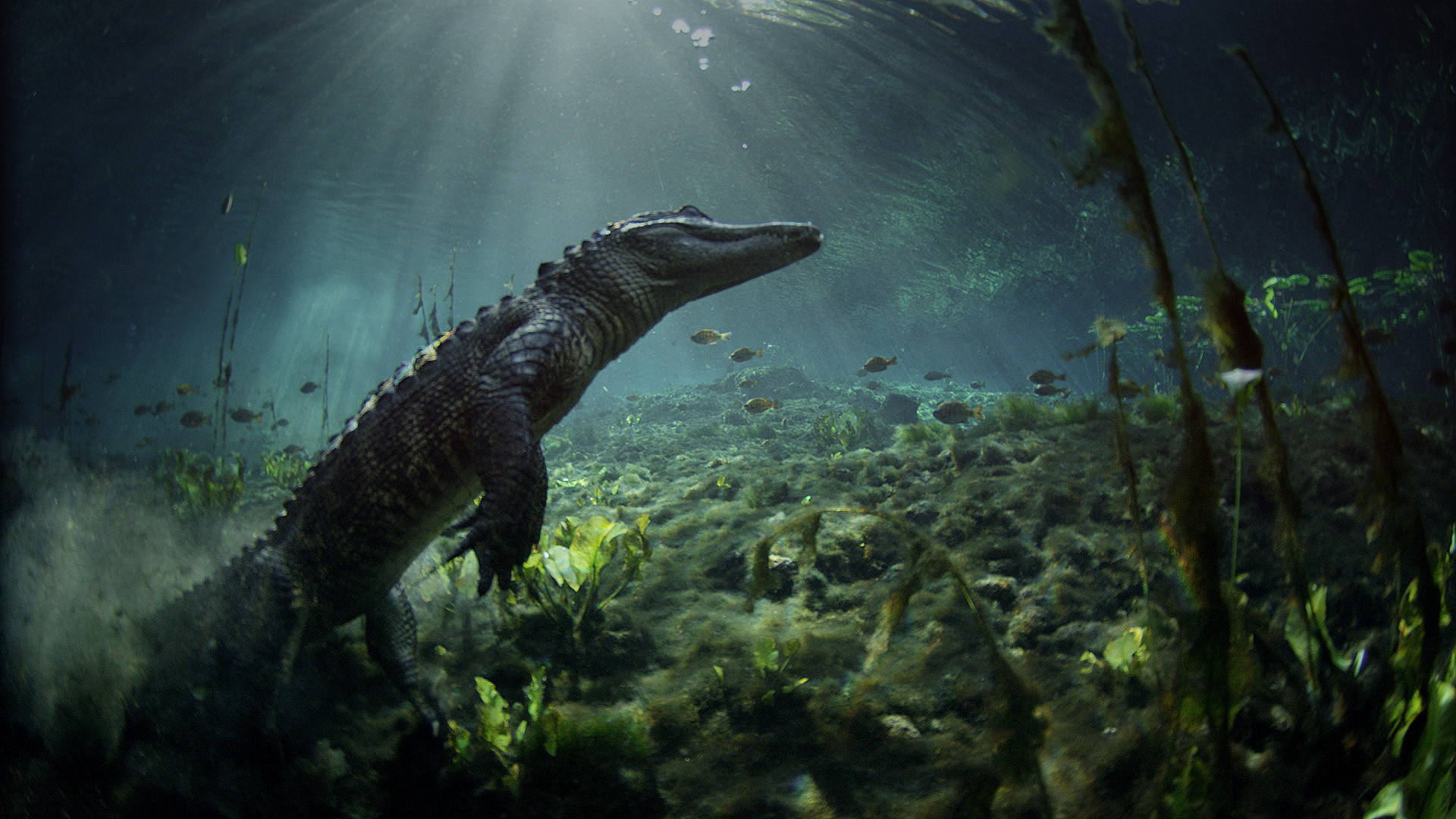 Les Parcs Nationaux américains – 1/4 – Everglades