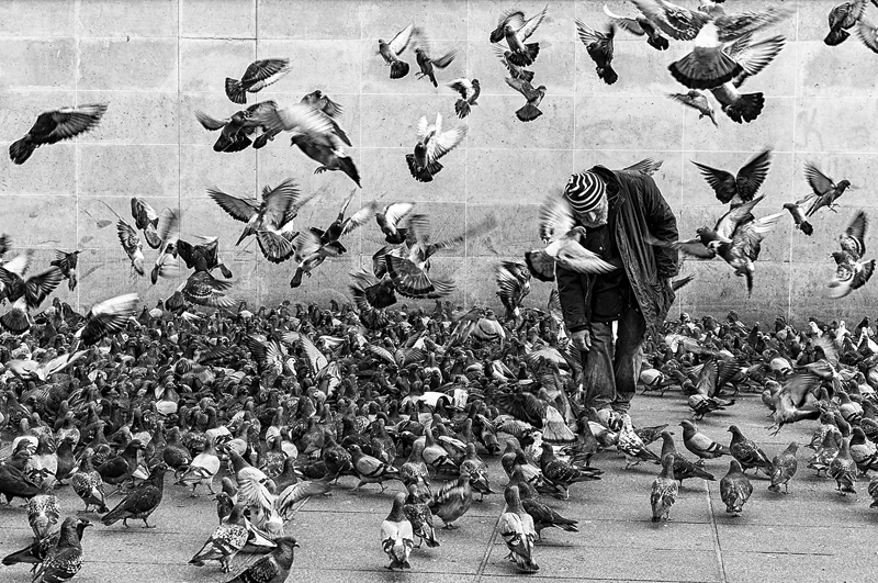 Les pigeons et les hommes