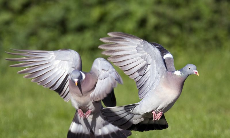 Pigeons, citadins à plumes