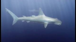 Documentaire Requins sous haute surveillance