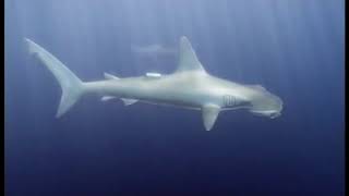 Requins sous haute surveillance