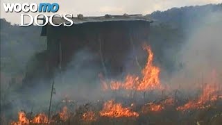 Documentaire Les dégâts écologiques causés par la culture du tabac en Afrique