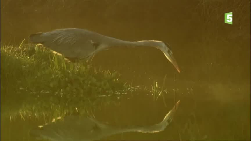 Documentaire Animaux du pays de Galles – Le passage du nord-ouest