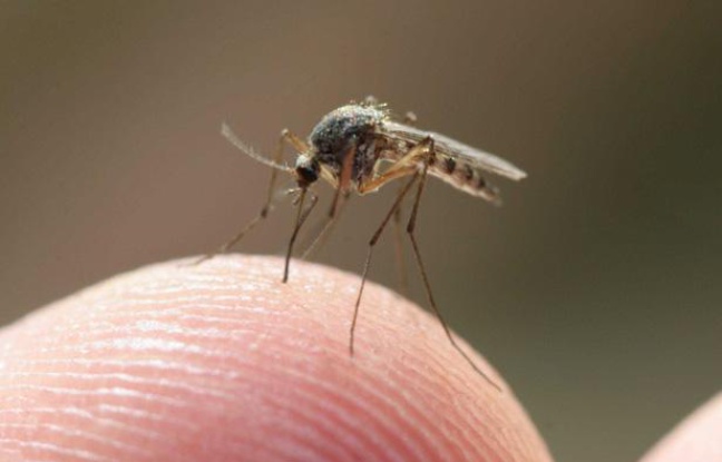 Documentaire Invasion moustiques