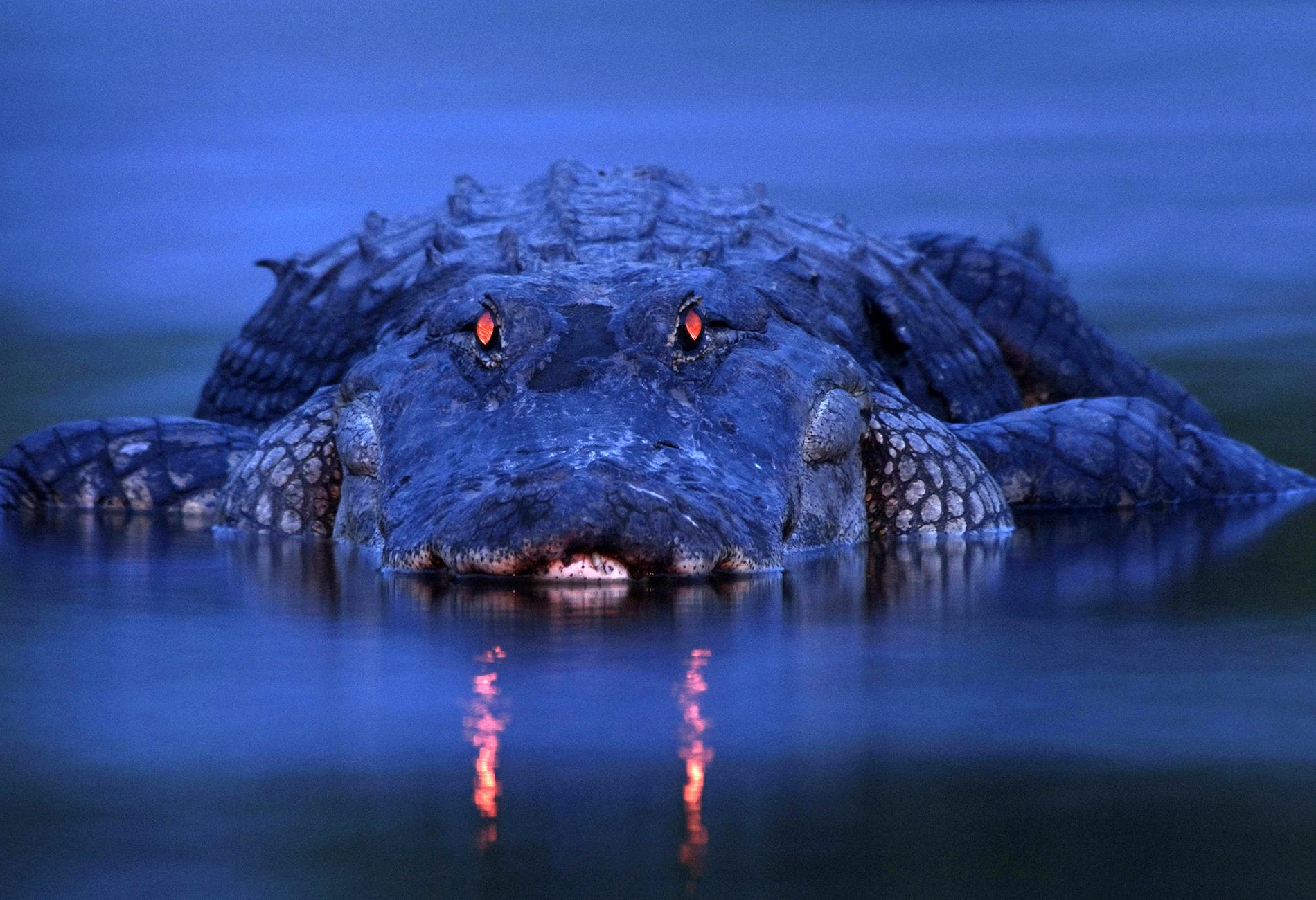 Documentaire La nuit du crocodile