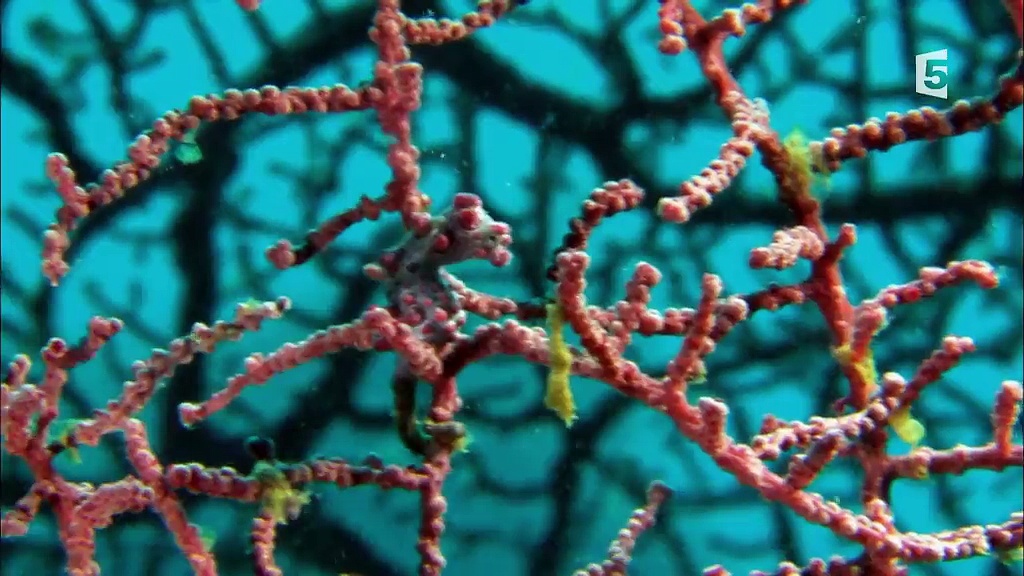 Lembeh, le paradis indonésien