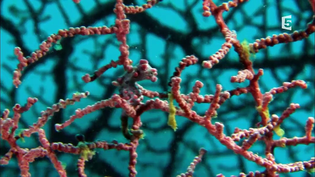 Documentaire Lembeh, le paradis indonésien