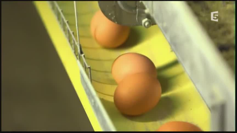 Les mystères de l'oeuf