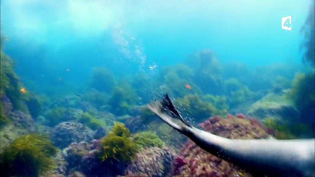 Mission monstres marins – Plongée avec le grand requin blanc