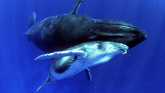Sur le dos des baleines
