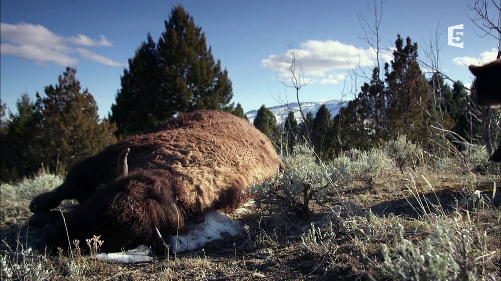 Documentaire Far West sauvage – Les montagnes sans loi