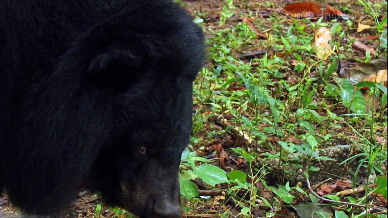 Documentaire Indochine sauvage 03