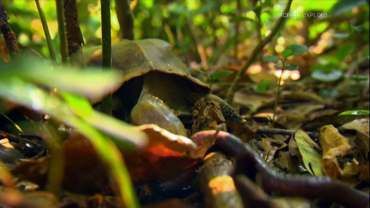 Documentaire Indochine sauvage E04