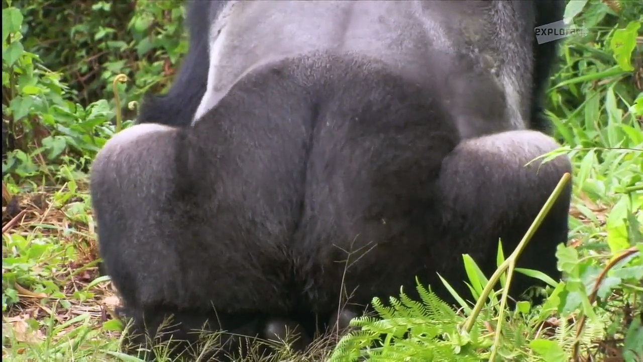 Documentaire Les derniers gorilles de montagnes E03