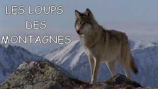 Documentaire Les loups des montagnes