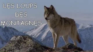 Les loups des montagnes