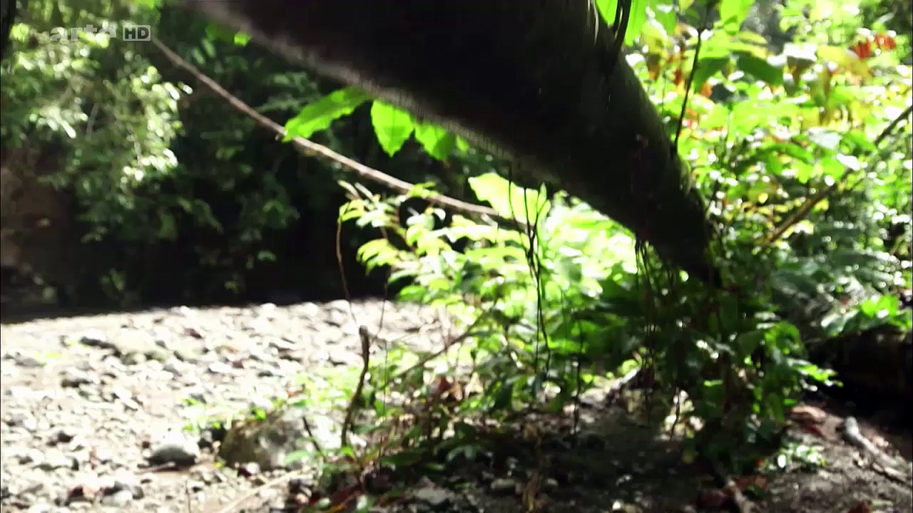 Documentaire Les paradisiers de la Nouvelle-Guinée (1/2)