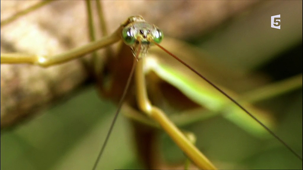 Documentaire Vitesse mortelle dans la jungle