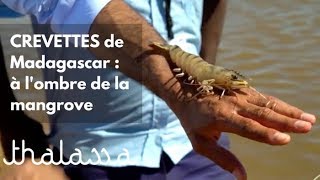 Crevettes de Madagascar : à l'ombre de la mangrove