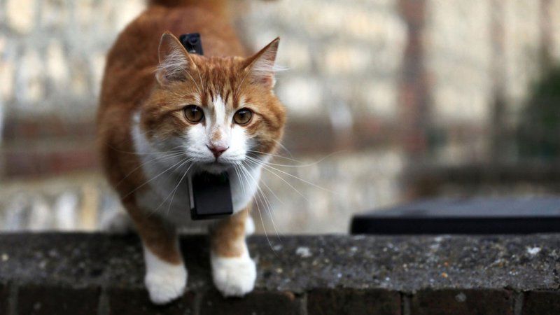 Documentaire Chats des villes et chats des champs : tous les sens en alerte