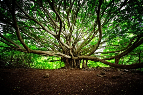 Histoires d'arbres - Les dieux de la nature (6/6)
